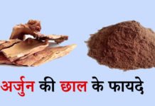 अर्जुन की छाल के फायदे – Top 5 Benefits of Arjuna Bark अर्जुन की छाल के फायदे - Top 5 Benefits of Arjuna Bark